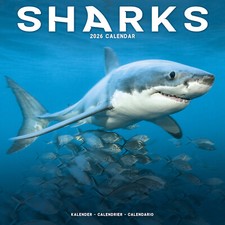 Sharks 2026 Calendar Gift