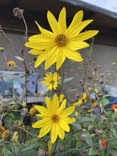 Rudbeckia goldsturm coneflower - rudbeckia,