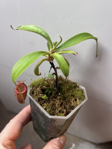 Nepenthes flava - nepenthes,