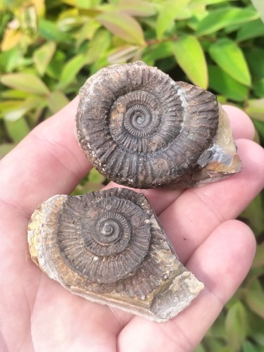 Quality dactylioceras pos - quality,