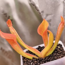 Heliamphora Ionasi -AW- Clone