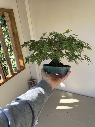Shohin japanese maple bonsai - shohin,