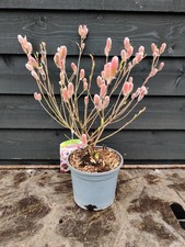Salix 'Mount Aso' Willow 3L