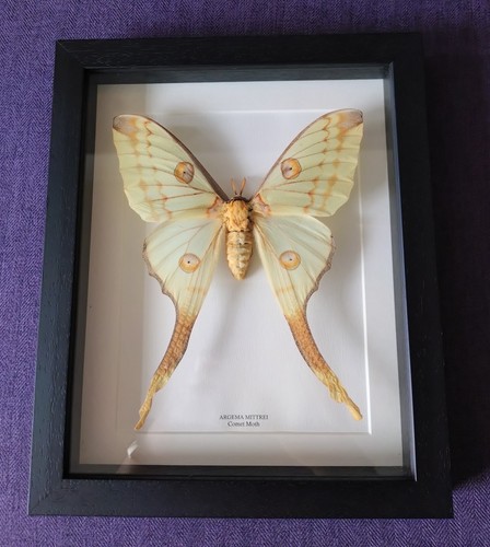 Framed female comet - female,