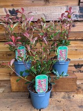3 Large Photinia Carre Rouge