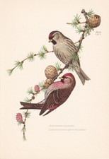 1954 LESSER REDPOLL Bird Print