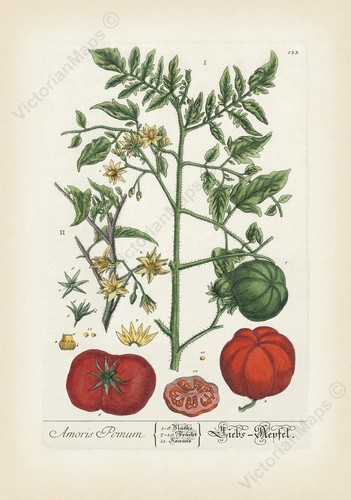 Tomato plant antique botanical