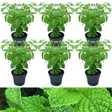 6 x Slug Off Mint Plants in 9cm Pots - Aromatic Plants To Deter Slugs