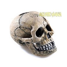Classic Spooky Skull 105 x 75