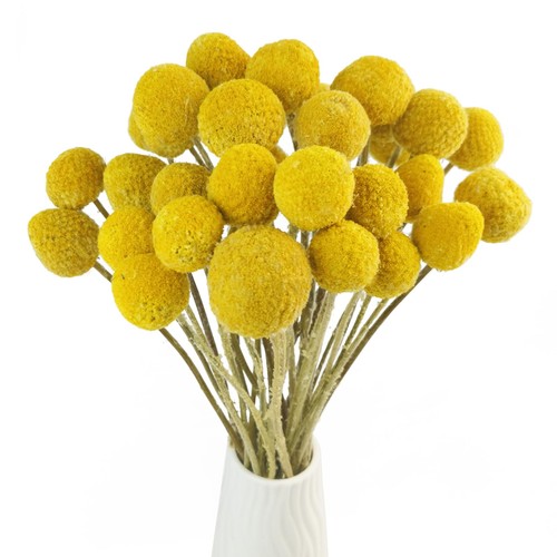 Tooget natural craspedia - craspedia, dried