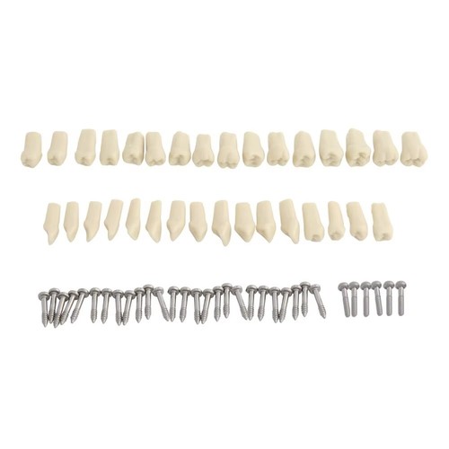 32pcs dental teeth model for - 32pcs,