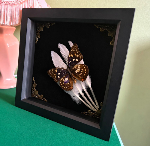 Mounted butterfly taxidermy - mounted,