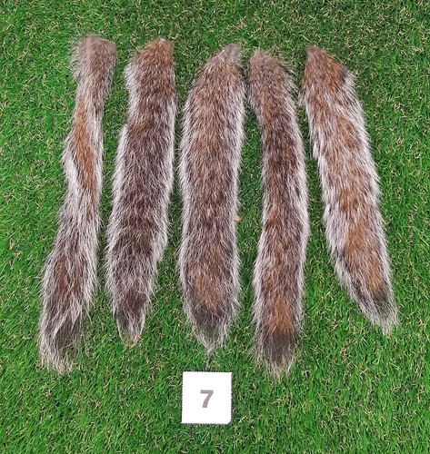 Genuine grey squirrel - 5,