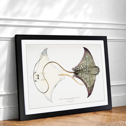 Spotted stingray vintage fish - stingray,