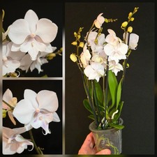 Phalaenopsis "White Snow" Big