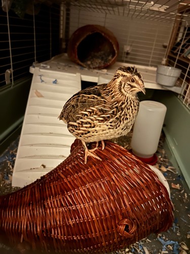 Coturnix quail covey female - quail, covey-