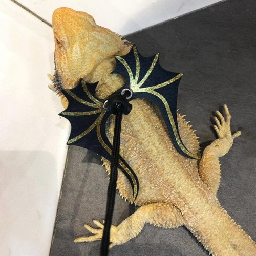 Leash tortoise harness strap - tortoise,