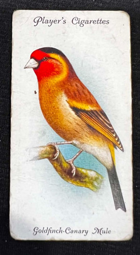 Goldfinch canary mule - goldfinch-canary, 1933
