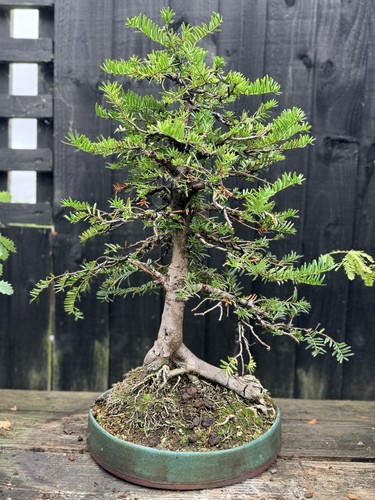 Yew bonsai - yew,