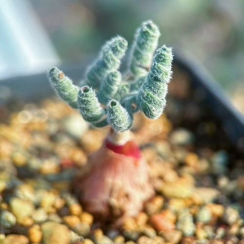 1pieces 5cm seedgrwoth tuber - 1pieces,