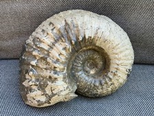 Green Ammonite Nodule