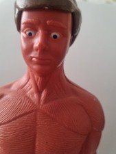 How My Body Works Anatomical Model Of Male Body From 1992