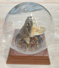 Vintage Taxidermy Western