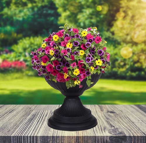 Black grecian urn patio - grecian,