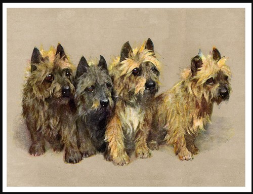 Cairn terrier group dogs - terrier,