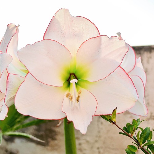 Amaryllis picotee bulb - picotee,