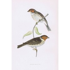 BIRDS Little Bunting - Hand