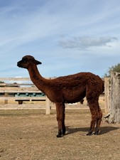 Dede's Brown Suri Alpaca