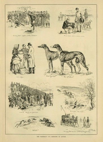 Greyhound dogs coursing - greyhound,