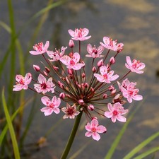 Butomus Umbellatus Flowering