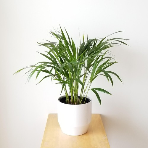 Areca palm 12cm pot - areca, in
