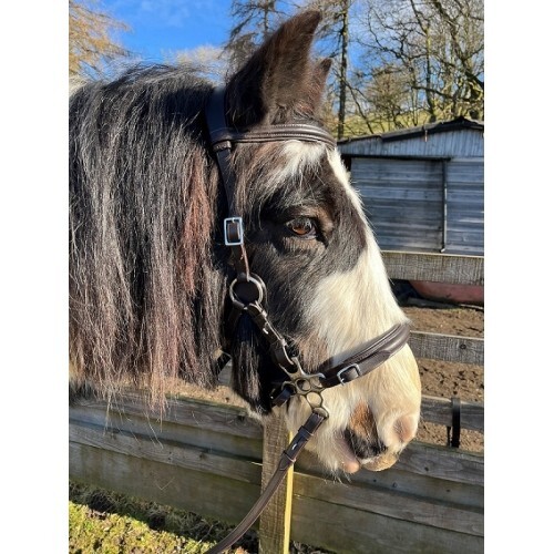 Calli bubbles hackamore - calli,
