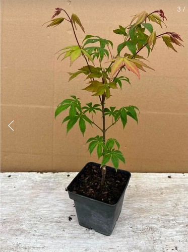 Acer palmatum osakazuki - palmatum,