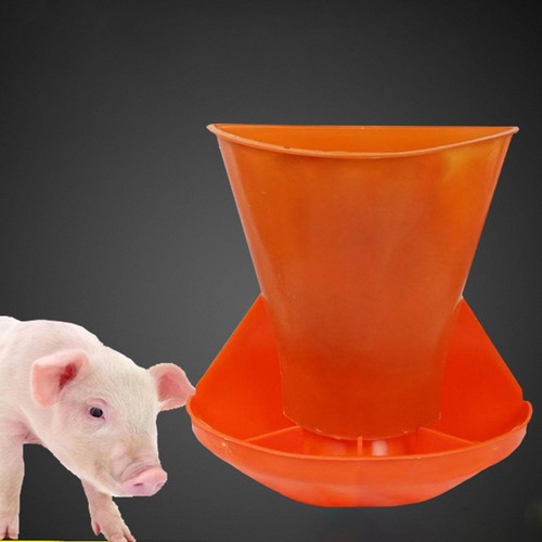 Piglet feeding trough animal - piglet,