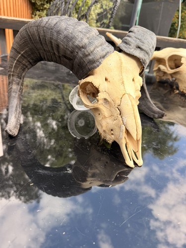 Real rams skull taxidermy - rams,