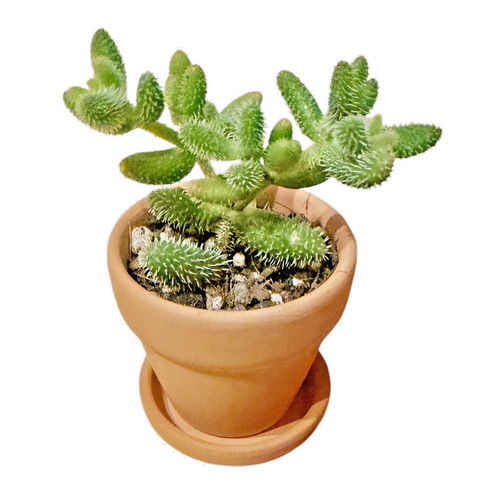 Delosperma echinatum pickle - echinatum, 'pickle