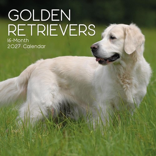 Golden retriever dog - golden,