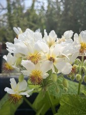 Sparmannia africana - African Hemp - 3ltr Pot 90-100cm Specimen Plant