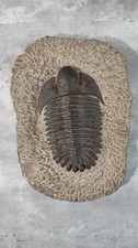 Large Trilobite Fossil