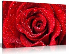 Red Rose Dew Water Drops