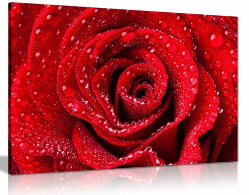 Red rose dew - red, water