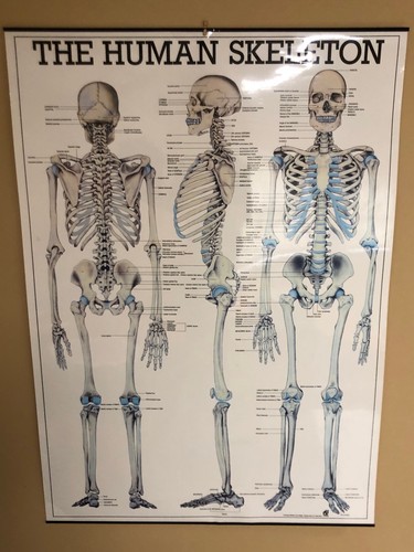 The human skeleton anatomy - the,