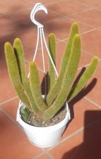 🏜️🥰Vase Ø 9 cm