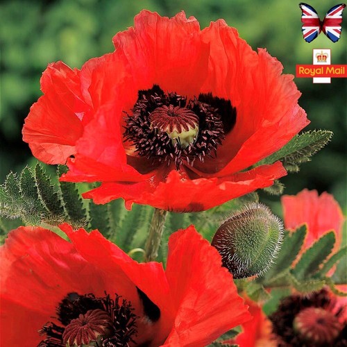 Oriental poppy 100 - oriental, seeds