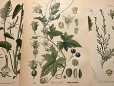 Illustration 1886 Pictures