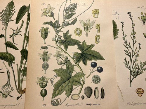 Illustration 1886 pictures - illustration,